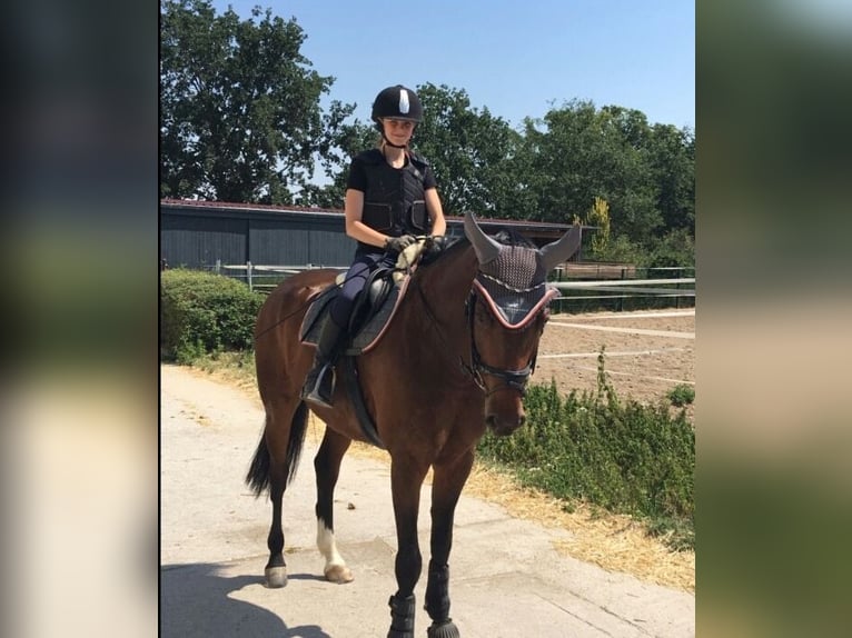 Deutsches Sportpferd Wallach 15 Jahre 163 cm Brauner in Delitzsch