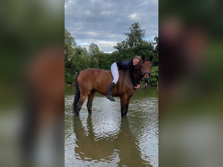 Deutsches Sportpferd Wallach 15 Jahre 163 cm Brauner in Delitzsch