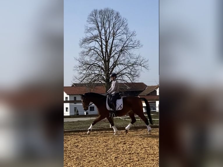 Deutsches Sportpferd Wallach 15 Jahre 167 cm Brauner in Bruck