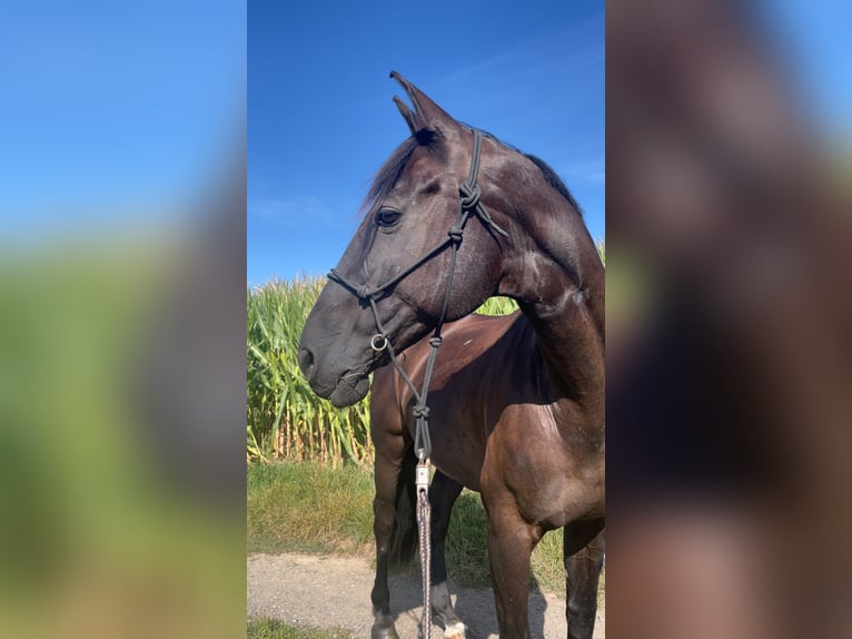 Deutsches Sportpferd Wallach 15 Jahre 167 cm Rappe in Vinningen