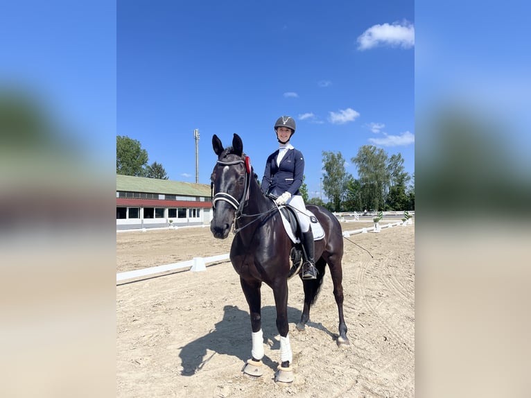 Deutsches Sportpferd Wallach 15 Jahre 167 cm Rappe in Vinningen