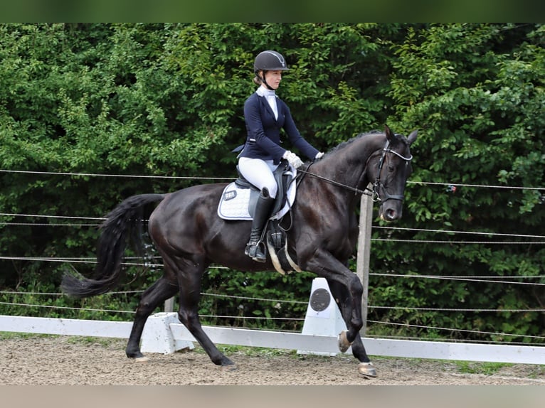Deutsches Sportpferd Wallach 15 Jahre 167 cm Rappe in Vinningen