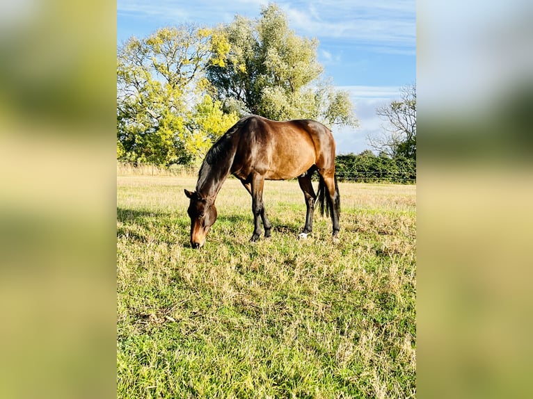Deutsches Sportpferd Wallach 15 Jahre 168 cm Brauner in Gingst