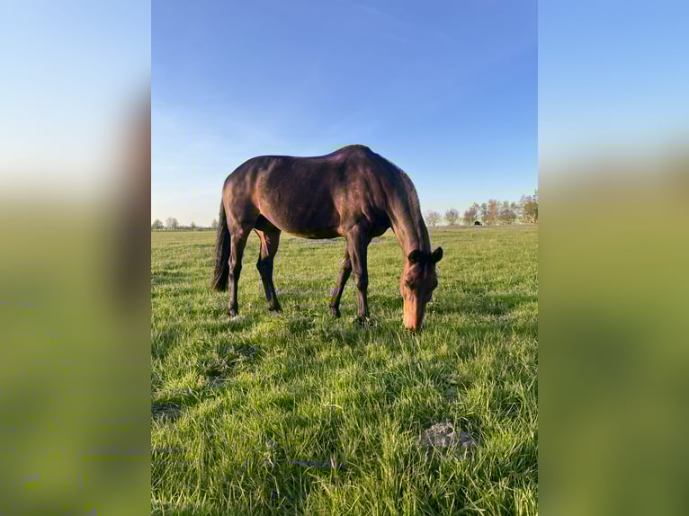 Deutsches Sportpferd Wallach 15 Jahre 168 cm Brauner in Gingst