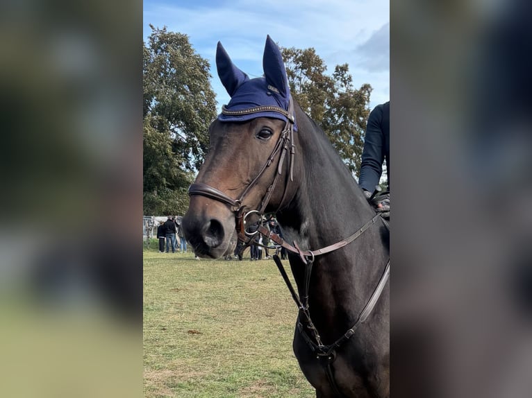 Deutsches Sportpferd Wallach 15 Jahre 168 cm Dunkelbrauner in Laucha an der Unstrut