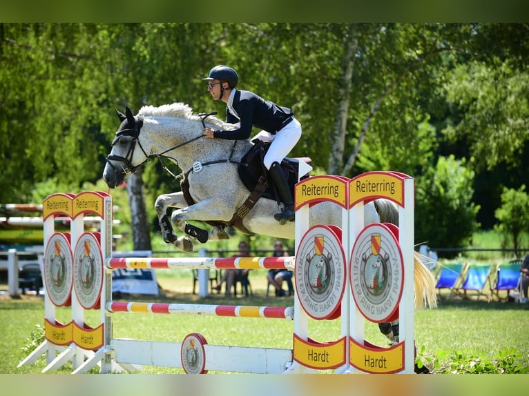Deutsches Sportpferd Wallach 15 Jahre 168 cm Schimmel in Weingarten