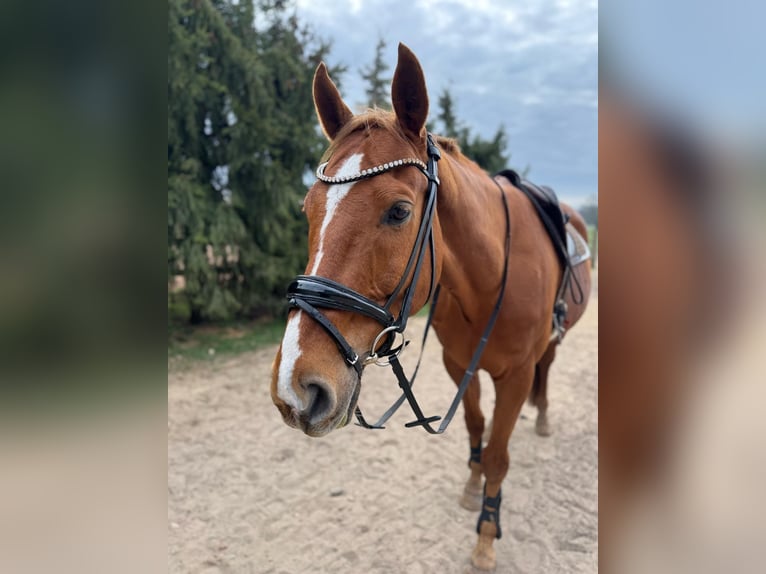 Deutsches Sportpferd Wallach 15 Jahre 169 cm Dunkelfuchs in Celle