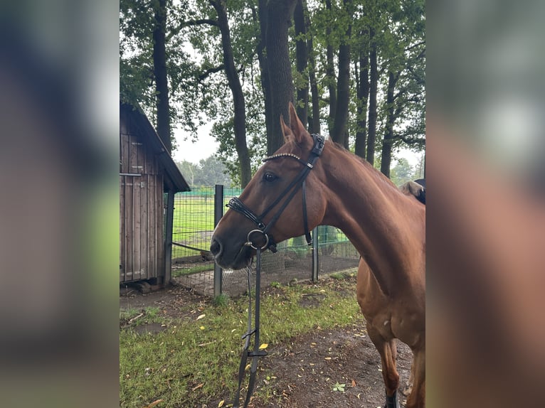 Deutsches Sportpferd Wallach 15 Jahre 169 cm Dunkelfuchs in Celle