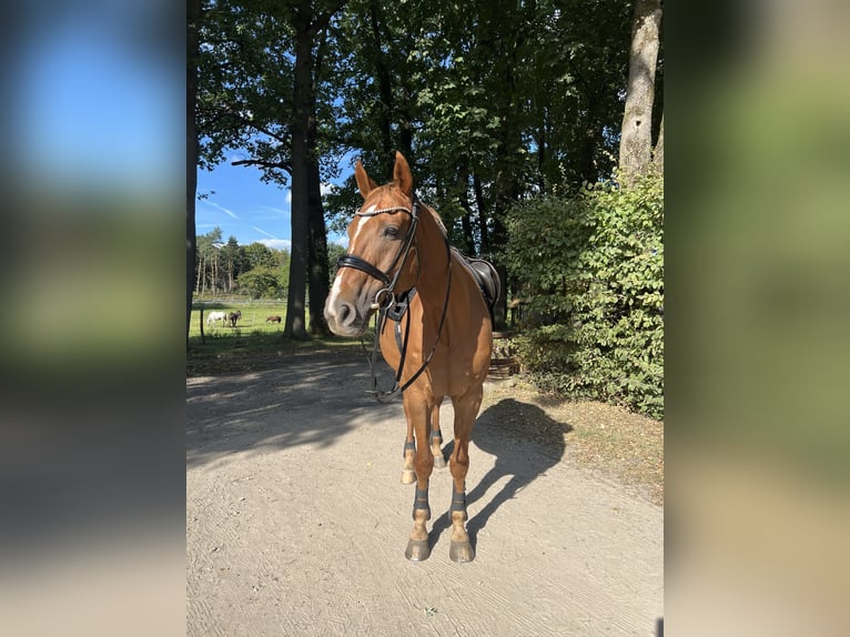 Deutsches Sportpferd Wallach 15 Jahre 169 cm Dunkelfuchs in Celle