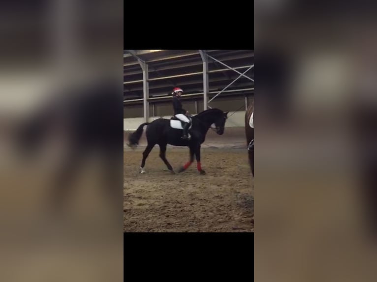 Deutsches Sportpferd Wallach 15 Jahre 170 cm Rappe in Aachen