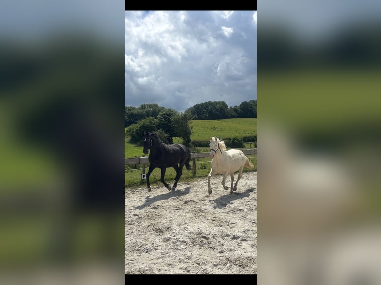 Deutsches Sportpferd Wallach 15 Jahre 170 cm Rappe in Aachen