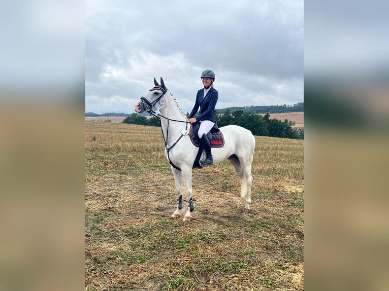 Deutsches Sportpferd Wallach 15 Jahre 170 cm Schimmel in Ausleben