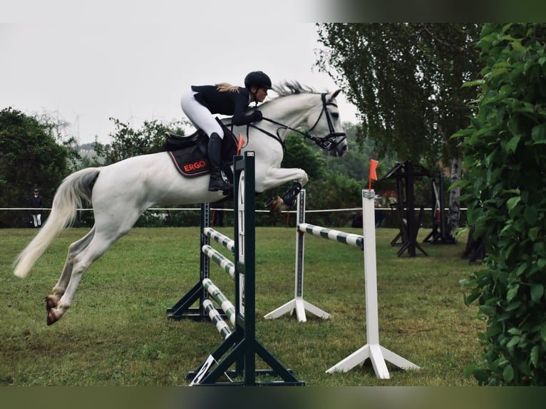Deutsches Sportpferd Wallach 15 Jahre 170 cm Schimmel in Ausleben