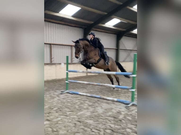 Deutsches Sportpferd Wallach 15 Jahre 172 cm Dunkelbrauner in Leeuwarden