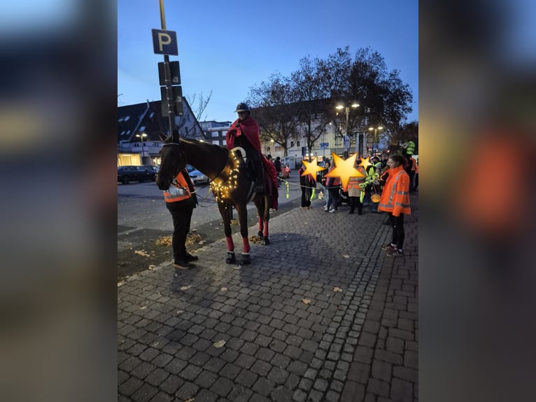 Deutsches Sportpferd Wallach 15 Jahre 175 cm  in Kamen