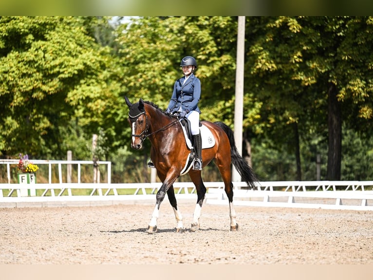 Deutsches Sportpferd Wallach 15 Jahre 176 cm Brauner in Leipzig