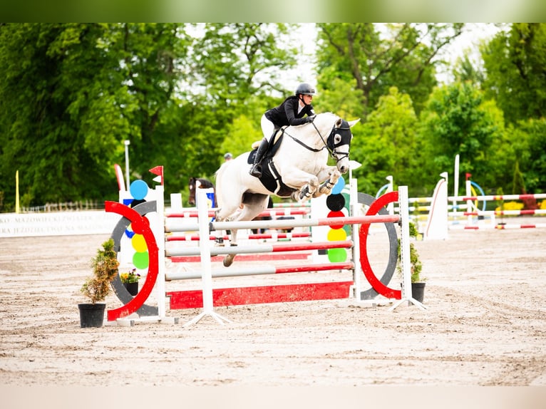 Deutsches Sportpferd Wallach 15 Jahre 184 cm Fliegenschimmel in Micha&#x142;&#xF3;w G&#xF3;rny
