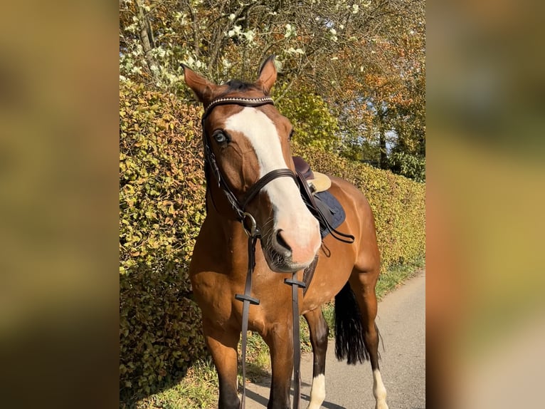 Deutsches Sportpferd Wallach 15 Jahre Brauner in M&#xFC;lheim an der Ruhr
