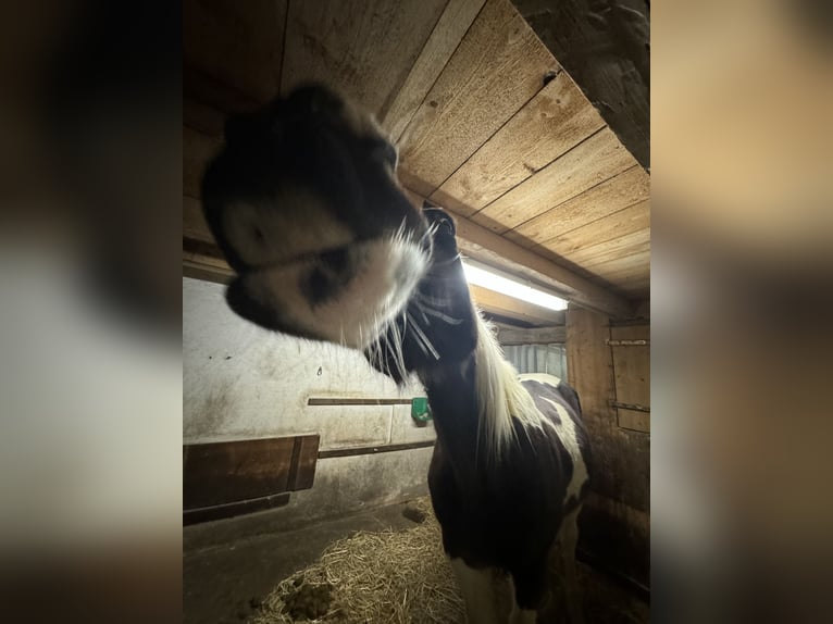 Deutsches Sportpferd Wallach 16 Jahre 158 cm Schecke in Raperswilen