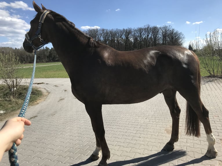 Deutsches Sportpferd Wallach 16 Jahre 163 cm Dunkelfuchs in Erlangen
