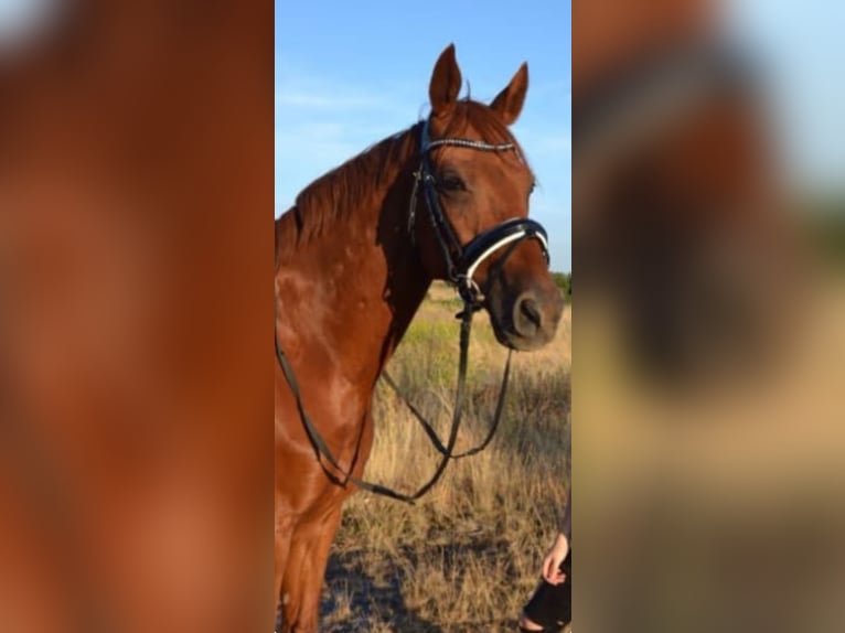 Deutsches Sportpferd Wallach 16 Jahre 164 cm Fuchs in Lonnig