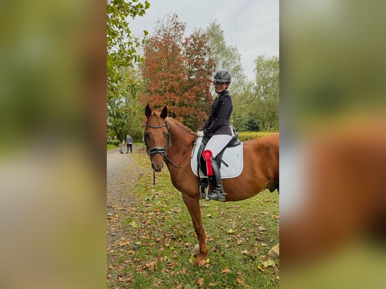 Deutsches Sportpferd Wallach 16 Jahre 164 cm Fuchs in Lonnig
