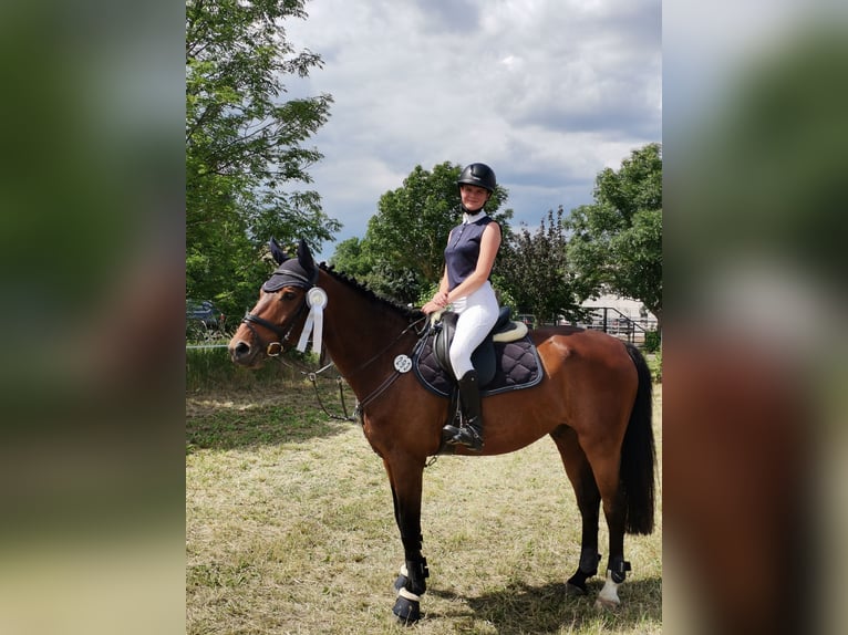 Deutsches Sportpferd Wallach 16 Jahre 165 cm Brauner in L&#xF6;bnitz