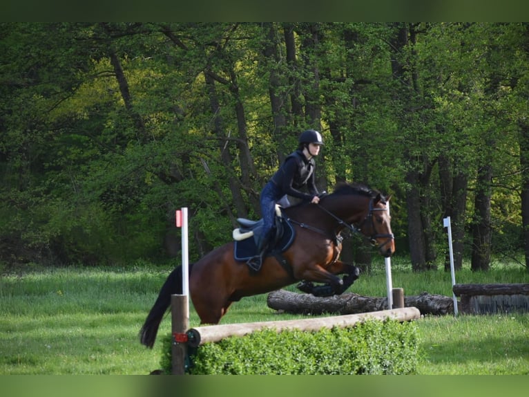 Deutsches Sportpferd Wallach 16 Jahre 165 cm Brauner in L&#xF6;bnitz