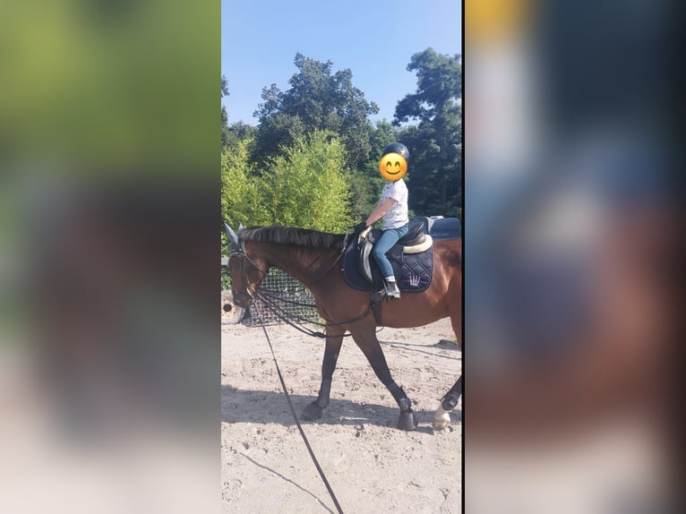 Deutsches Sportpferd Wallach 16 Jahre 165 cm Brauner in L&#xF6;bnitz