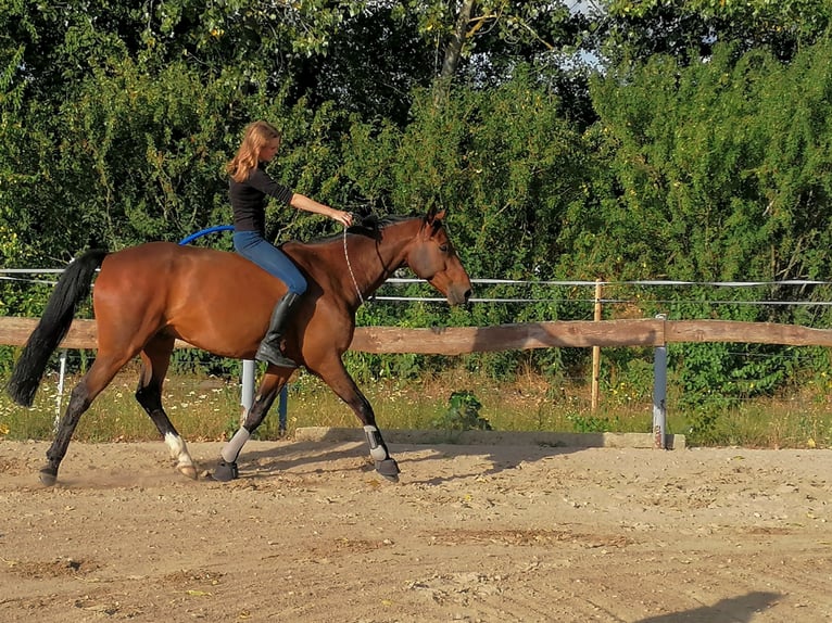 Deutsches Sportpferd Wallach 16 Jahre 165 cm Brauner in L&#xF6;bnitz