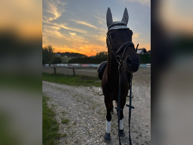 Deutsches Sportpferd Wallach 16 Jahre 165 cm Dunkelbrauner in Klein-Preding