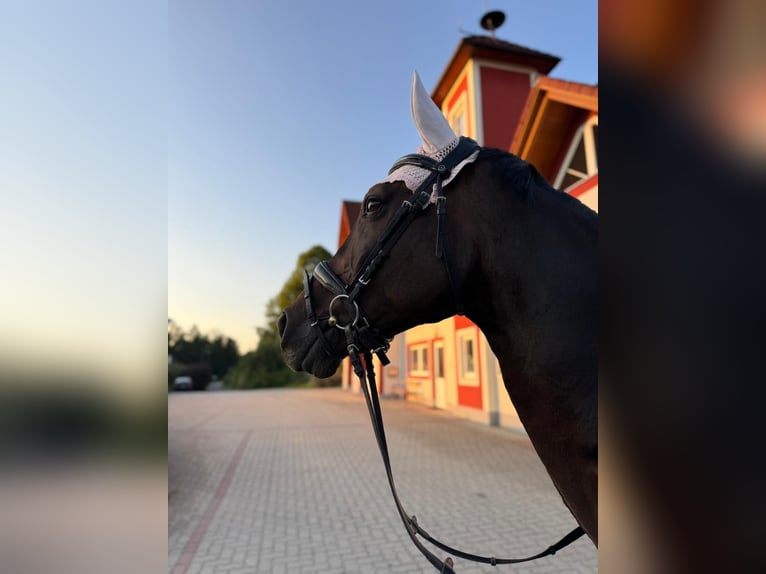 Deutsches Sportpferd Wallach 16 Jahre 165 cm Dunkelbrauner in Klein-Preding