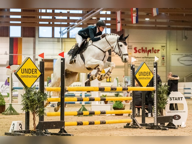 Deutsches Sportpferd Wallach 16 Jahre 165 cm Schimmel in Zahna-Elster