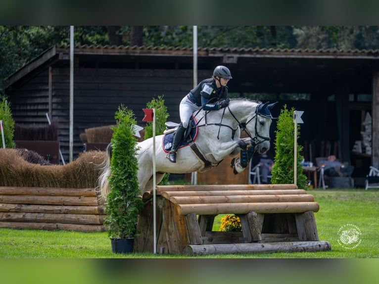 Deutsches Sportpferd Wallach 16 Jahre 165 cm Schimmel in Bad Bibra