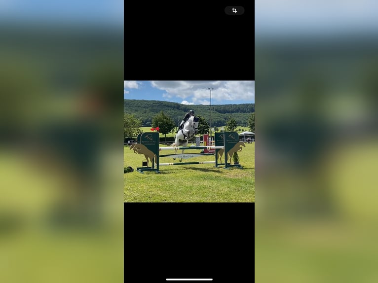 Deutsches Sportpferd Wallach 16 Jahre 165 cm Schimmel in Bad Bibra