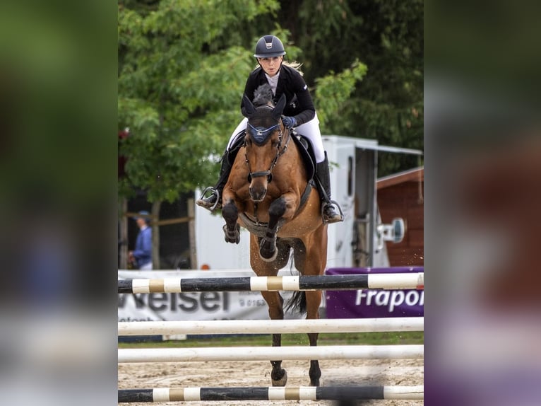 Deutsches Sportpferd Wallach 16 Jahre 167 cm Brauner in Heddesheim