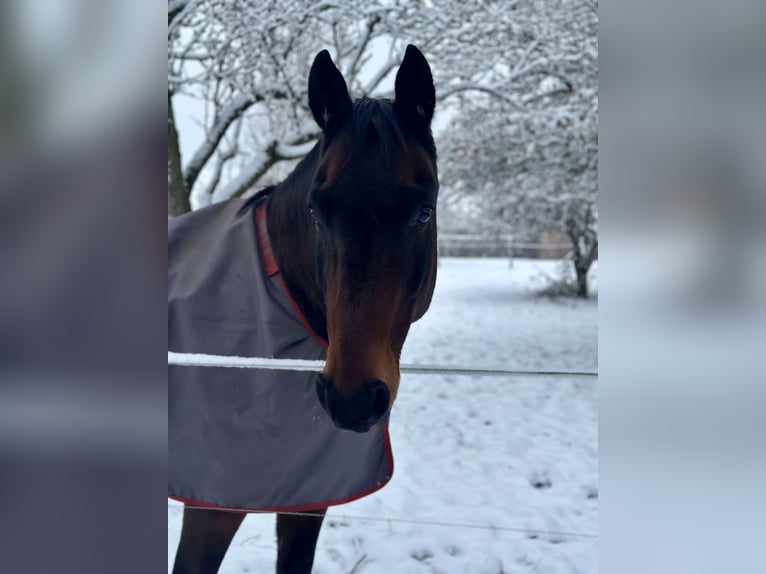 Deutsches Sportpferd Wallach 16 Jahre 168 cm Brauner in Gingst