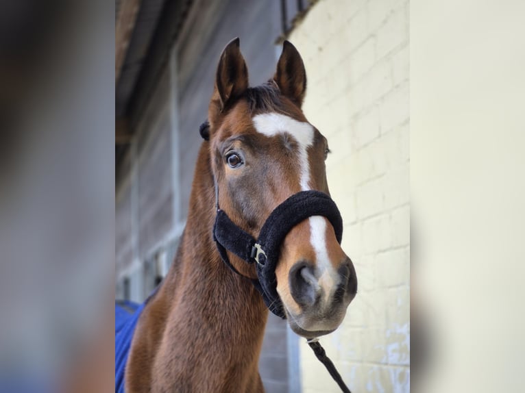 Deutsches Sportpferd Wallach 16 Jahre 168 cm Brauner in Schönfließ