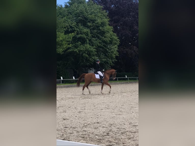 Deutsches Sportpferd Wallach 16 Jahre 168 cm Fuchs in Kaarst
