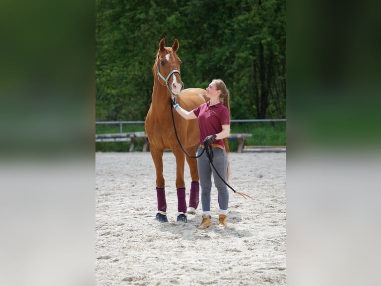 Deutsches Sportpferd Wallach 16 Jahre 168 cm Fuchs in Kaarst