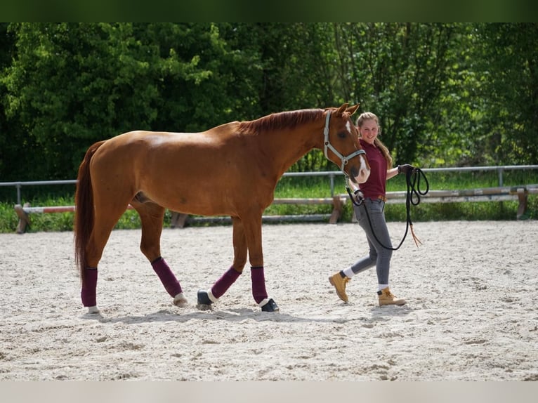 Deutsches Sportpferd Wallach 16 Jahre 168 cm Fuchs in Kaarst