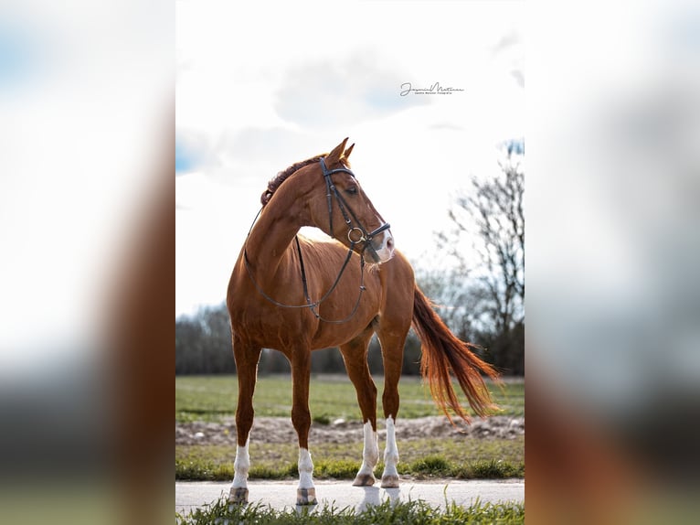 Deutsches Sportpferd Wallach 16 Jahre 168 cm Fuchs in Kaarst