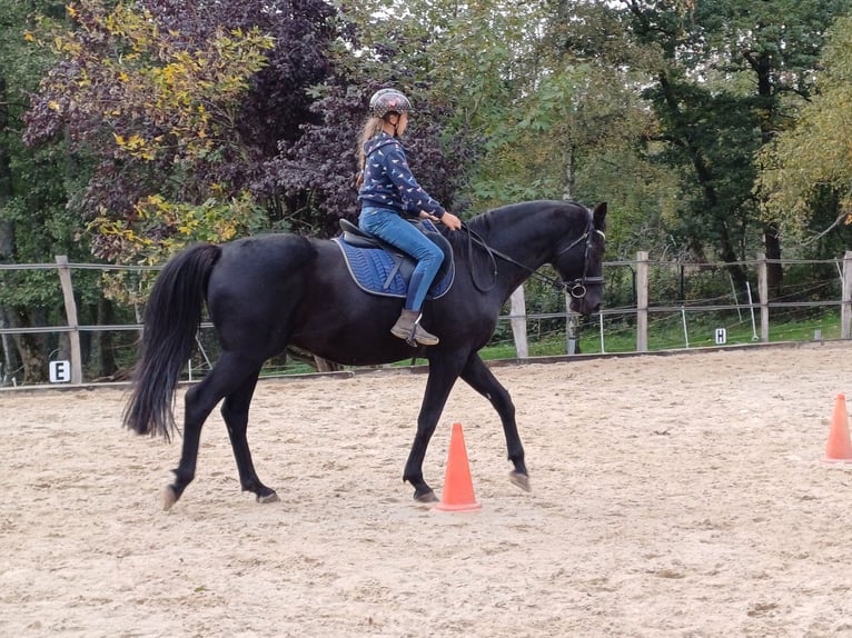 Deutsches Sportpferd Wallach 16 Jahre 168 cm Rappe in Rennerod Deutsches Sportpferd Wallach 16 Jahre 168 cm Rappe in Rennerod