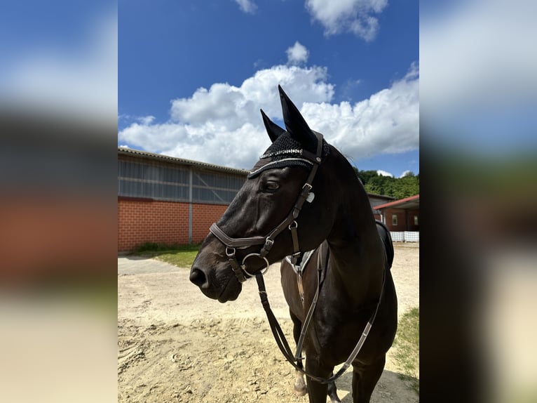 Deutsches Sportpferd Wallach 16 Jahre 168 cm Rappe in Georgsmarienhütte