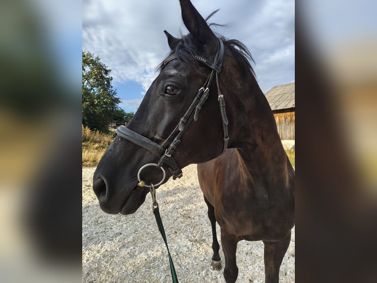 Deutsches Sportpferd Wallach 16 Jahre 169 cm Rappe in Nabburg