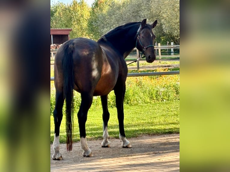 Deutsches Sportpferd Wallach 16 Jahre 170 cm Dunkelbrauner in Bötzow