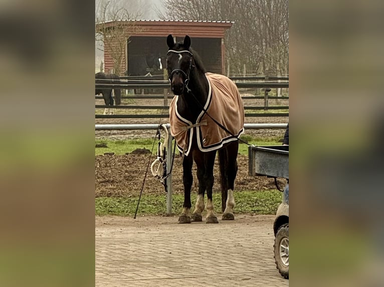 Deutsches Sportpferd Wallach 16 Jahre 170 cm Dunkelbrauner in Bötzow