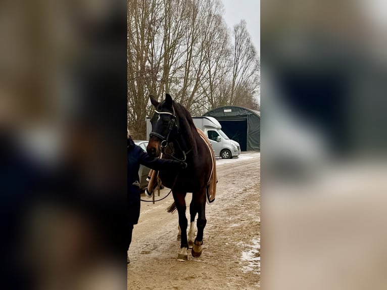 Deutsches Sportpferd Wallach 16 Jahre 170 cm Dunkelbrauner in Bötzow