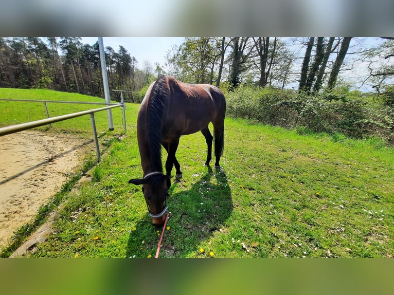 Deutsches Sportpferd Wallach 16 Jahre 170 cm Dunkelbrauner in Herxheim bei Landau/Pfalz