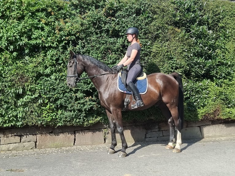 Deutsches Sportpferd Wallach 16 Jahre 170 cm Rappe in Kürten